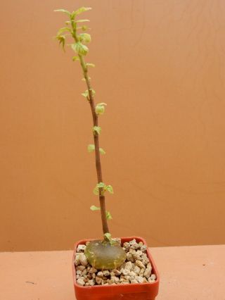 Dorstenia Zanzibarica - Succulent - Caudex - Rare - Eastern Africa - Seedling