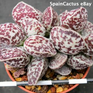 Adromischus Marianiae Cv.  Bryan Makin 3/3 King Size Rare Succulent Plant 30/6