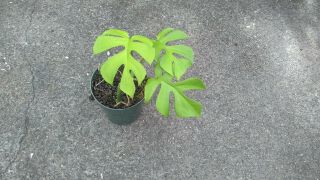 Rhaphidophora Tetrasperma Aka Mini Monstera,  Philodendron Ginny.  Rare.  1 Plant D