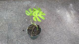 Rhaphidophora Tetrasperma aka Mini monstera,  Philodendron Ginny.  Rare.  1 plant d 2