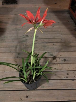 Rare Bulb - Hippeastrum aulicum (in Flower - Receive Actual Bulb Shown) 3