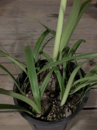 Rare Bulb - Hippeastrum aulicum (in Flower - Receive Actual Bulb Shown) 4