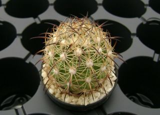 Echinomastus Durangensis Mmr 130.  1 Own Roots Rare Cactus 06044