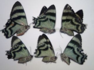 Real Butterflies Insects/moths Non Set B5394 Rare Australian Alcides Moths X 6: