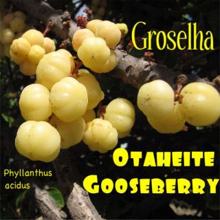 Groselha Tahitian Gooseberry Phyllanthus Acidus Fruit Tree 30 Rare Seeds Usa