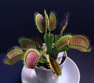 Carnivorous Plants Venus Flytrap 729 (extremely Rare)