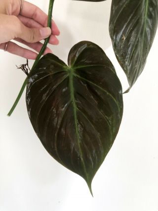 Rare Philodendron Hederaceum “micans” Cuttings Large