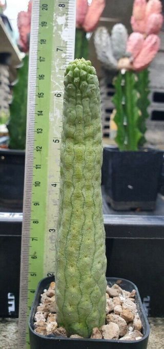 29.  Lavrania haagnarae extremely rare succulent 2