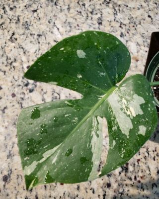 Spectacular Variegated Monstera,  Swiss Cheese Philodendron Rare Aroid