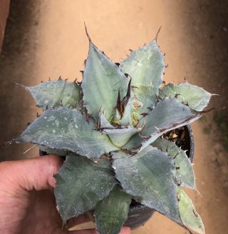Agave Hybrid Xylopot Xylonacantha X Potatorum Rare Succulents Not Variegated