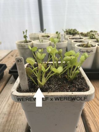 Dionaea Muscipula " Werewolf X Werewolf " Rare | Venus Flytrap | Bug Eating