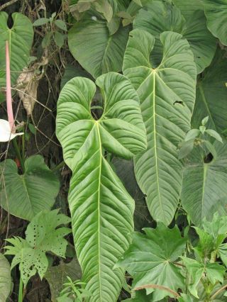 ANTHURIUM WAIWAIMENSE,  Rare Species,  Big Leaf,  Magnificent Aroid Plant 2