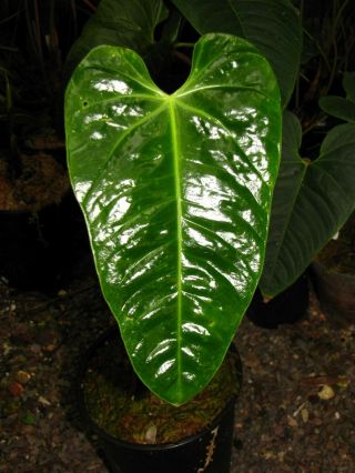 ANTHURIUM WAIWAIMENSE,  Rare Species,  Big Leaf,  Magnificent Aroid Plant 3