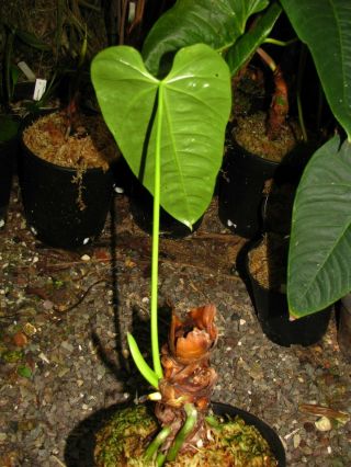 ANTHURIUM WAIWAIMENSE,  Rare Species,  Big Leaf,  Magnificent Aroid Plant 4