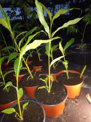 Rare Cardamom Herb - Elettaria Cardamomum - Best Herb 2 Plants
