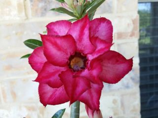 Adenium Desert Rose Grow From Seed Bonsai Very Rare 080