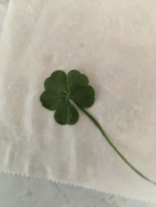 Rare 5 Leaf Clover Supposed To Bring Luck With Money /lucky Charm/real
