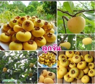 Uncle Chan Seed Gold Apple Diospyros Decandra Rare Fruit Native Fresh 2019