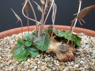 DORSTENIA BARNIMIANA @J@ rare succulents caudex exotic caudiciform seed 25 SEEDS 2