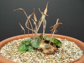 DORSTENIA BARNIMIANA @J@ rare succulents caudex exotic caudiciform seed 25 SEEDS 3