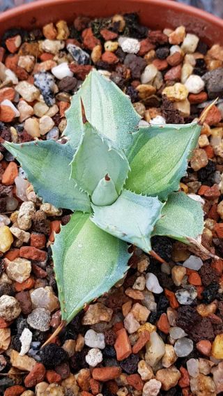 Rare Variegation Agave Isthmensis Mp " Becky " Clone