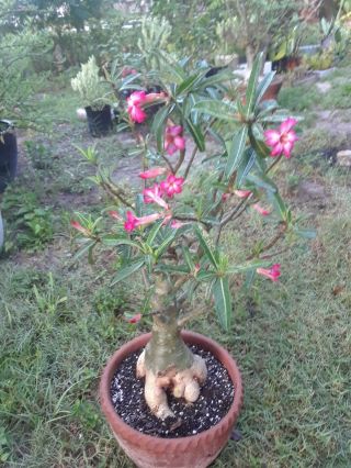 Adenium Obesum Desert Rose Hot Pink Bonsai Exotic Rare 7 " Caudex " 33 " Tall