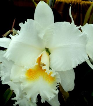 Rare Orchids - C Tiffin Bells 