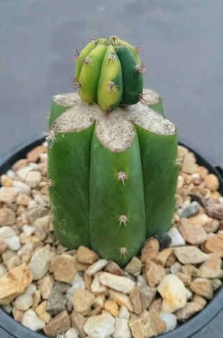 Trichocereus Peruvianus Variegated Grafted Rare Clone Collectors Cactus 