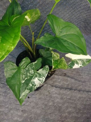 Variegated Syngonium Arrowhead Emerald Gem Albino Arrowhead Leaf Rare Vine