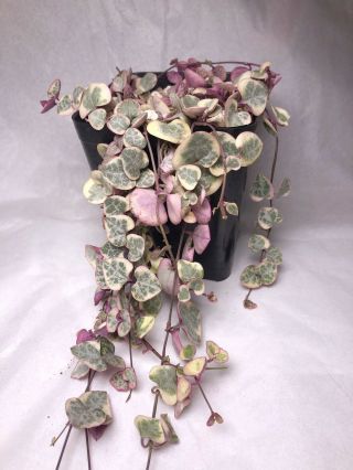 Rare Variegated (tri - Color) String Of Hearts Plant Succulent (3.  5inch Pot)