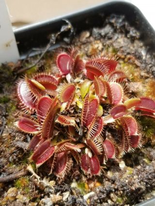 Rare Carnivorous Venus Flytrap Plant " Red Onyx " 6