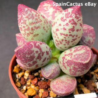 Adromischus Marianiae Nbg 701/75 “uitspankraal” 1/3 Rare Succulent Plant 30/6