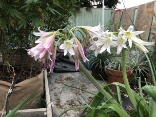 Rare Crinum Variabile Large Offset Bulbs With Leaves And Roots