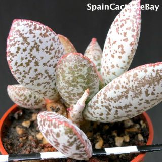 Adromischus Schuldtianus Ssp.  Schuldtianus “spotted” Rare Succulent Plant 26/5