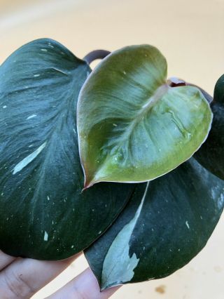 Rare Fully Rooted Philodendron White Knight
