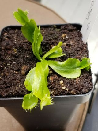 Rare Carnivorous Venus Flytrap Plant " Destruction " 6
