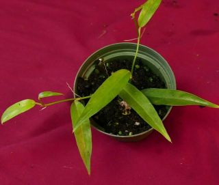 Philodendron Species Ecuador Rare Aroid Monstera Terrarium Plant