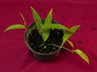 Philodendron Species Ecuador Rare Aroid Monstera Terrarium Plant 3