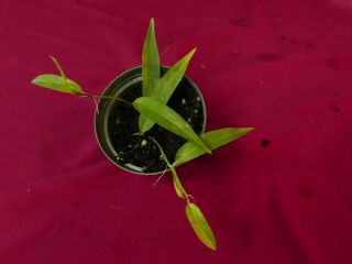 Philodendron Species Ecuador Rare Aroid Monstera Terrarium Plant 4