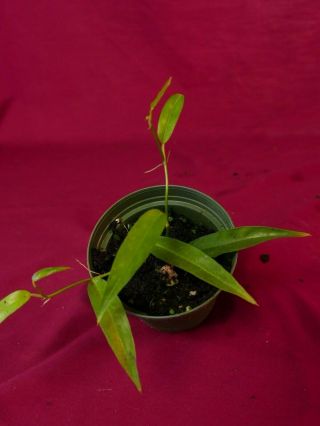 Philodendron Species Ecuador Rare Aroid Monstera Terrarium Plant 7