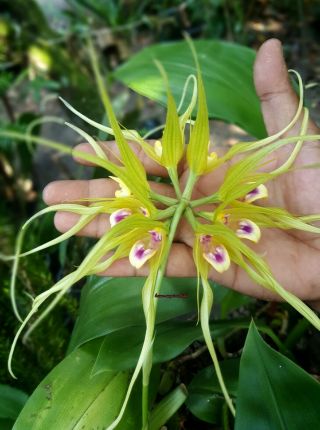 Bulbophyllum Virescens Mounted Blooming Size Rare Orchid Species