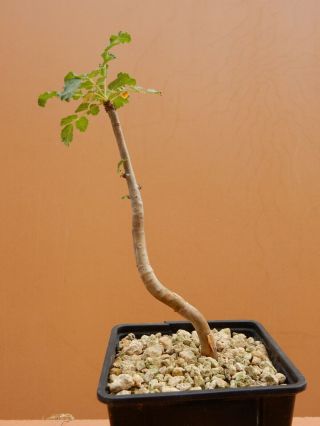 Boswellia Sacra - Succulent - Caudex - Very Rare - Oman - Seedling