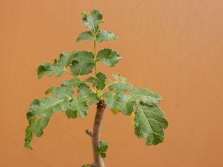 Boswellia sacra - Succulent - Caudex - Very Rare - Oman - Seedling 2
