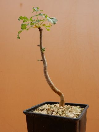 Boswellia sacra - Succulent - Caudex - Very Rare - Oman - Seedling 3