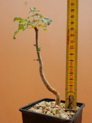 Boswellia sacra - Succulent - Caudex - Very Rare - Oman - Seedling 4