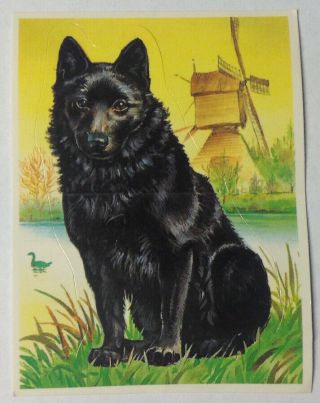 Rare Schipperke Dog Card Sticker Card Spain 1995