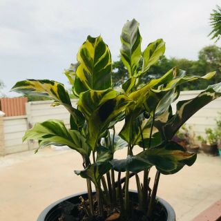 Calathea fusion Yellow plant Calathea Variegated Rare Tropical plant from Thai 4