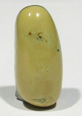 Big Old 21.  5 Carats Rare Natural Creamy Yellow Damele Turquoise Cab 29mm X 13mm