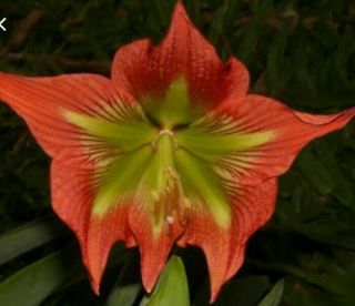 Hippeastrum Teyucuarensis: Rare Bulb Rarely Offered Flowering Size