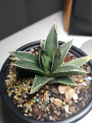 First Time Offered Agave Pintilla Very Rare Succulent 130mm Pot